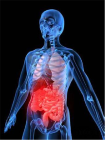 gastrointestina-tract