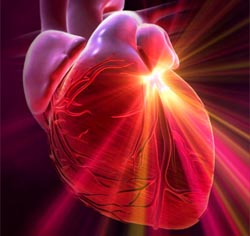 heart