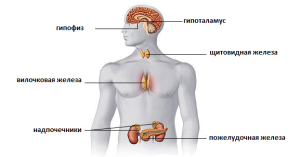 endocrinnaya