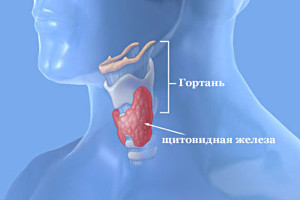 thyroid-gland