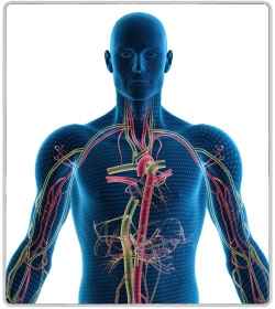 endocrine-system