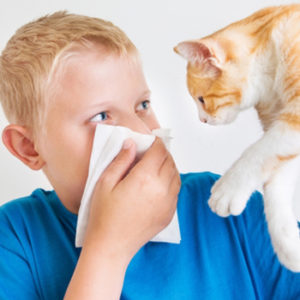 allergy_na_kohek